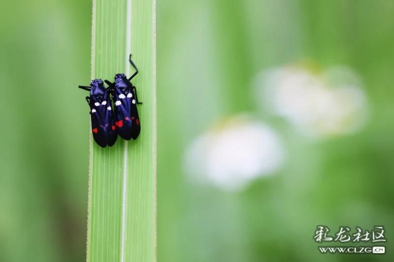 恋爱中的稻赤斑沫蝉