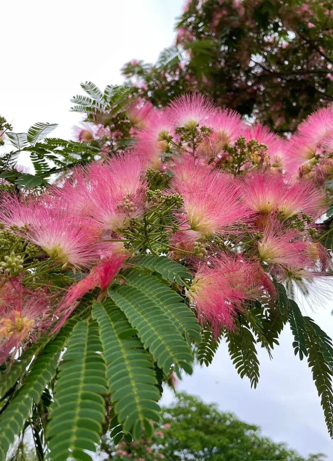 马缨花果实图片