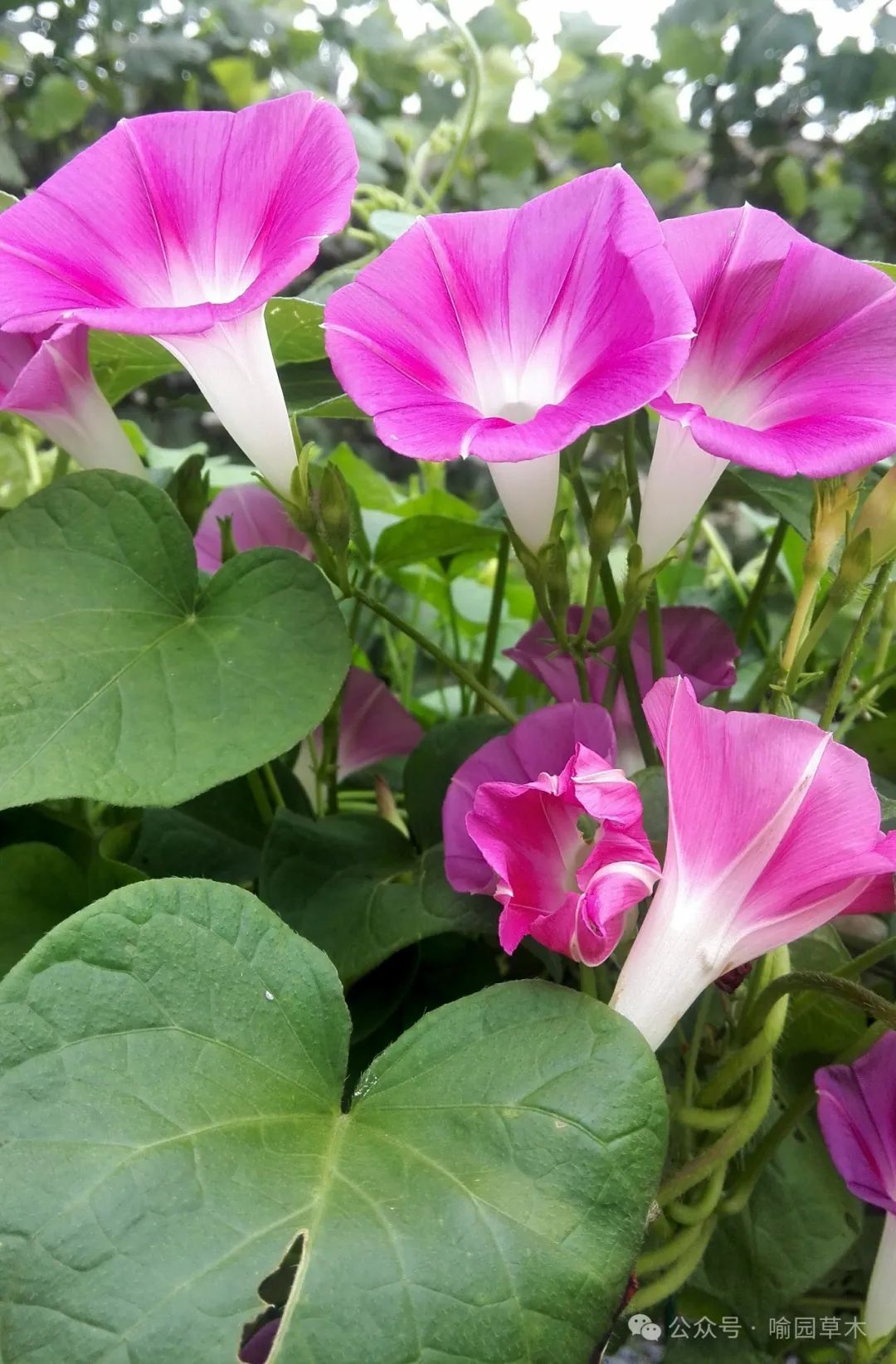 夏日里常见的开花植物(1)