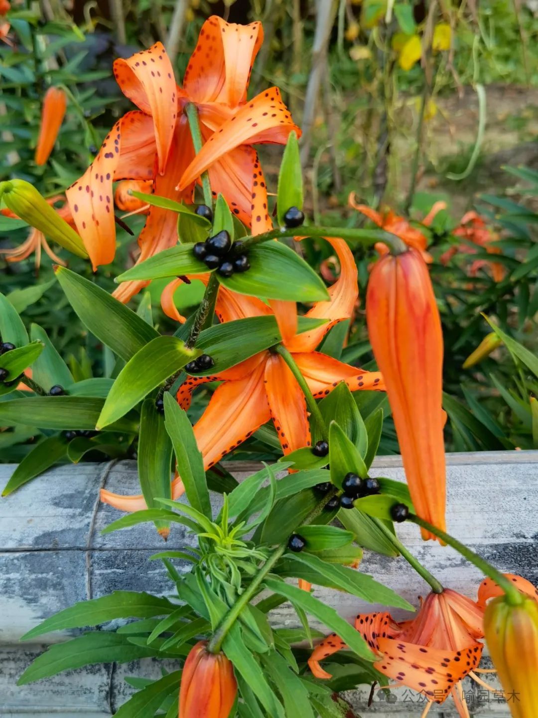 夏日里常见的开花植物