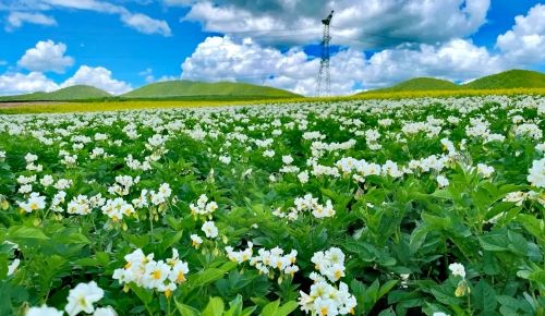 文旅东川 东川区推出红土地洋芋宴定制游