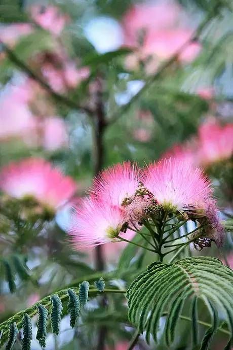 100种开花植物,开满春夏秋冬(6-12月)