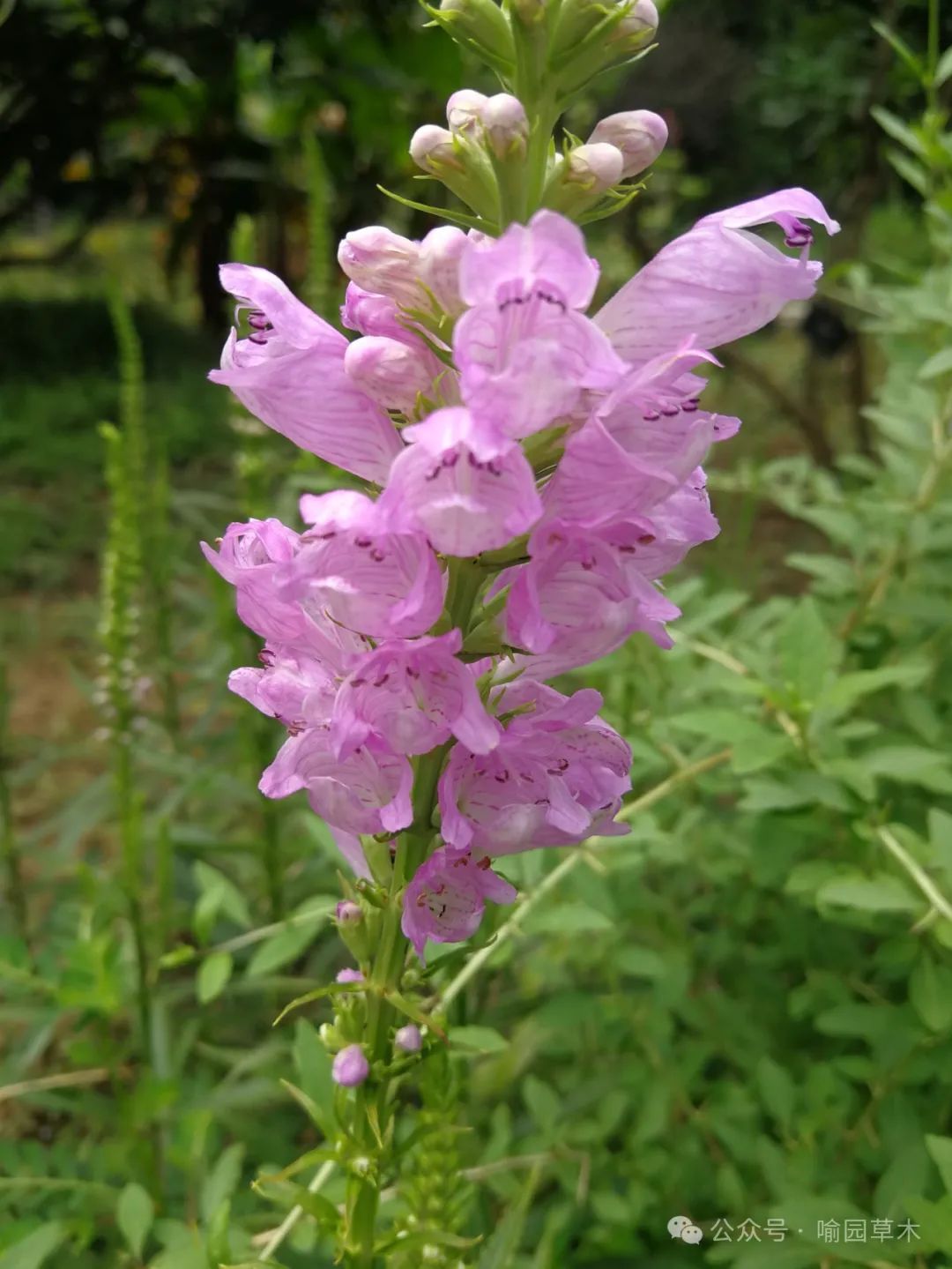 夏日里常见的开花植物