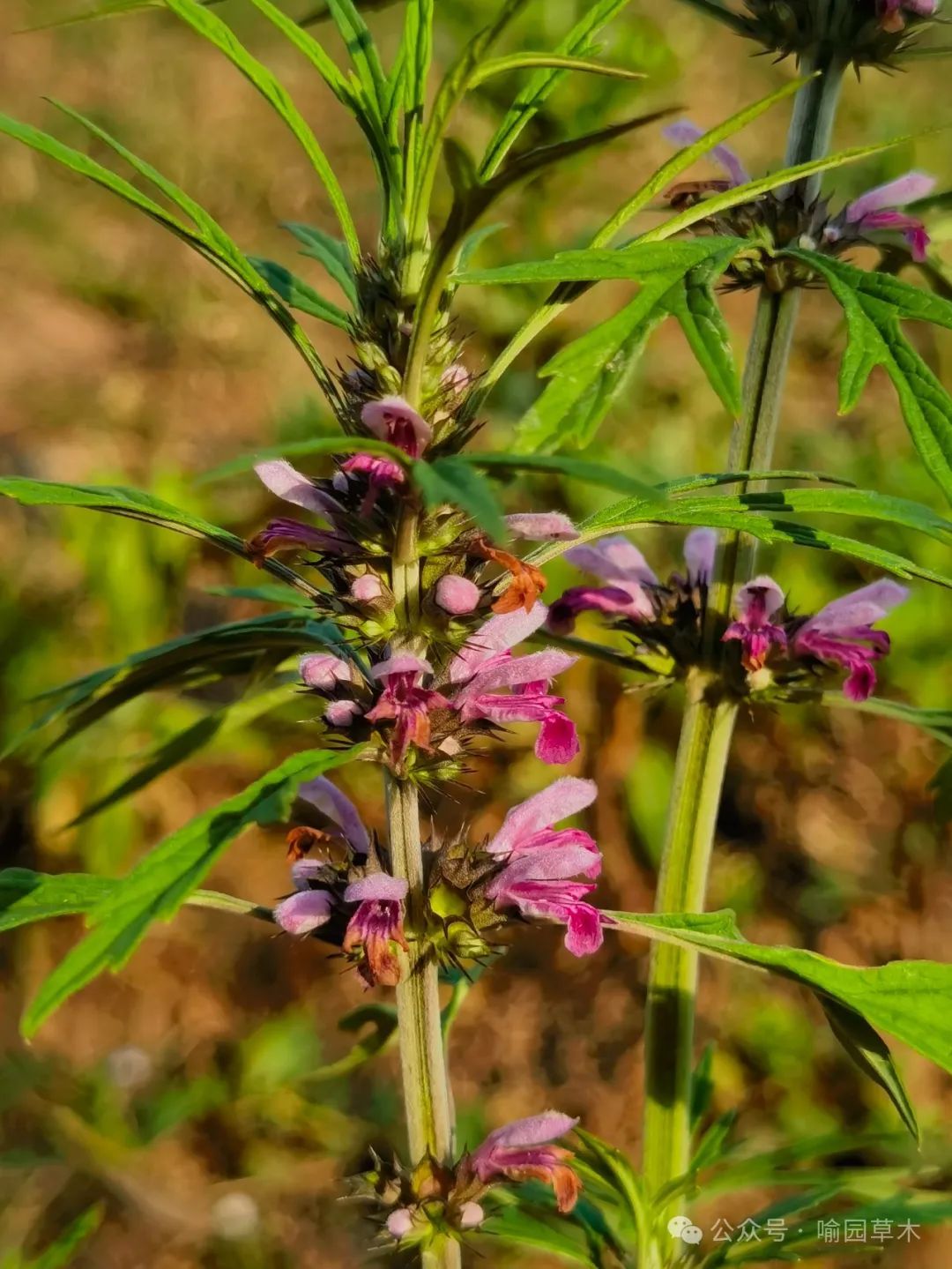 夏日里常见的开花植物