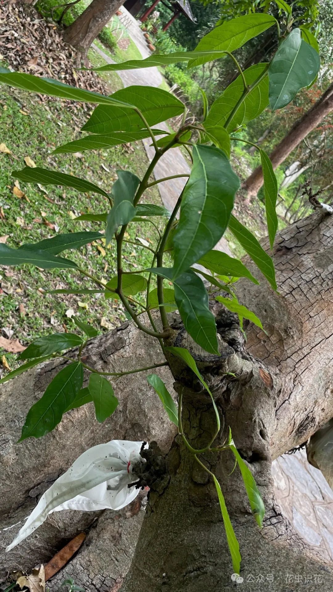 聚果榕(桑科 榕属)