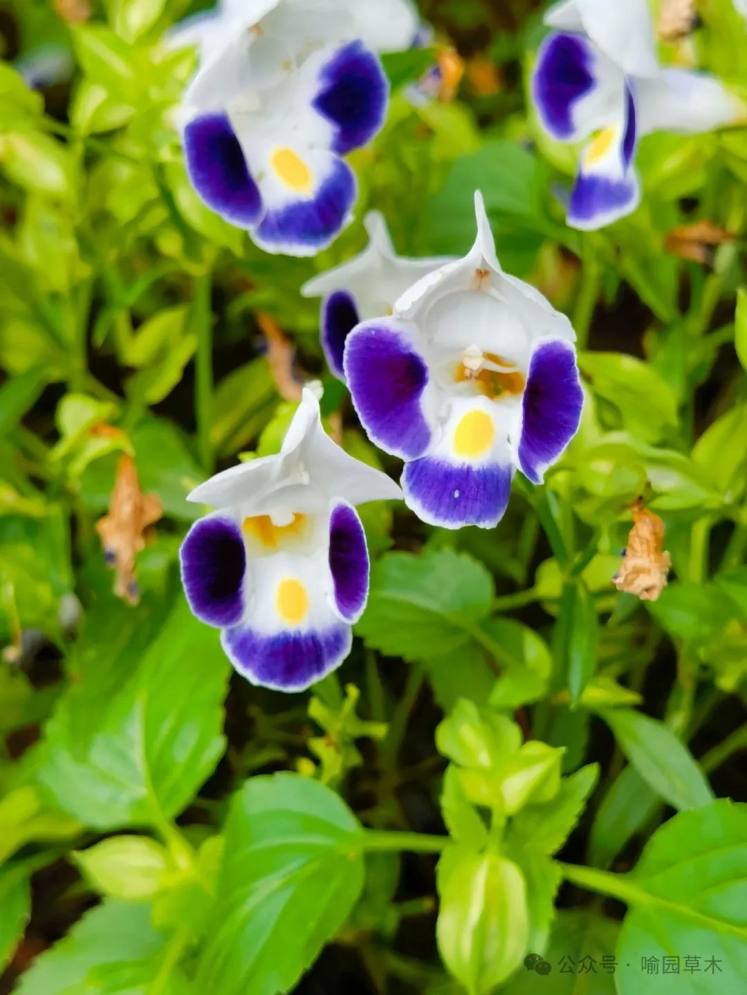 蓝色"猪耳朵"——夏堇!