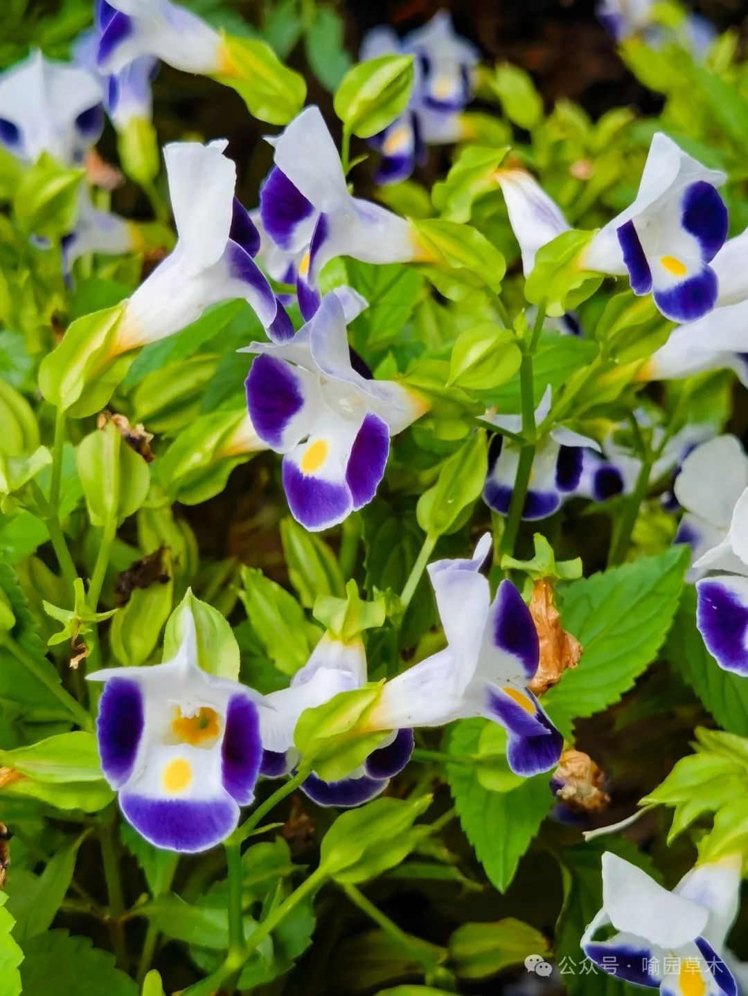 蓝色"猪耳朵"——夏堇!