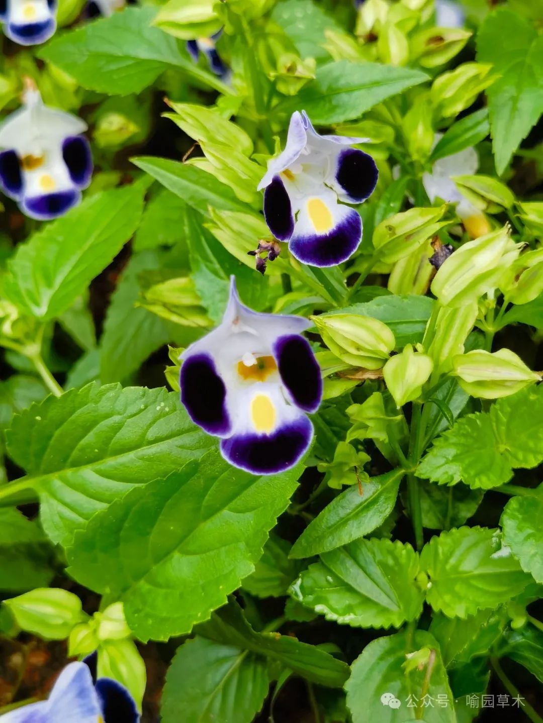 蓝色"猪耳朵"——夏堇!