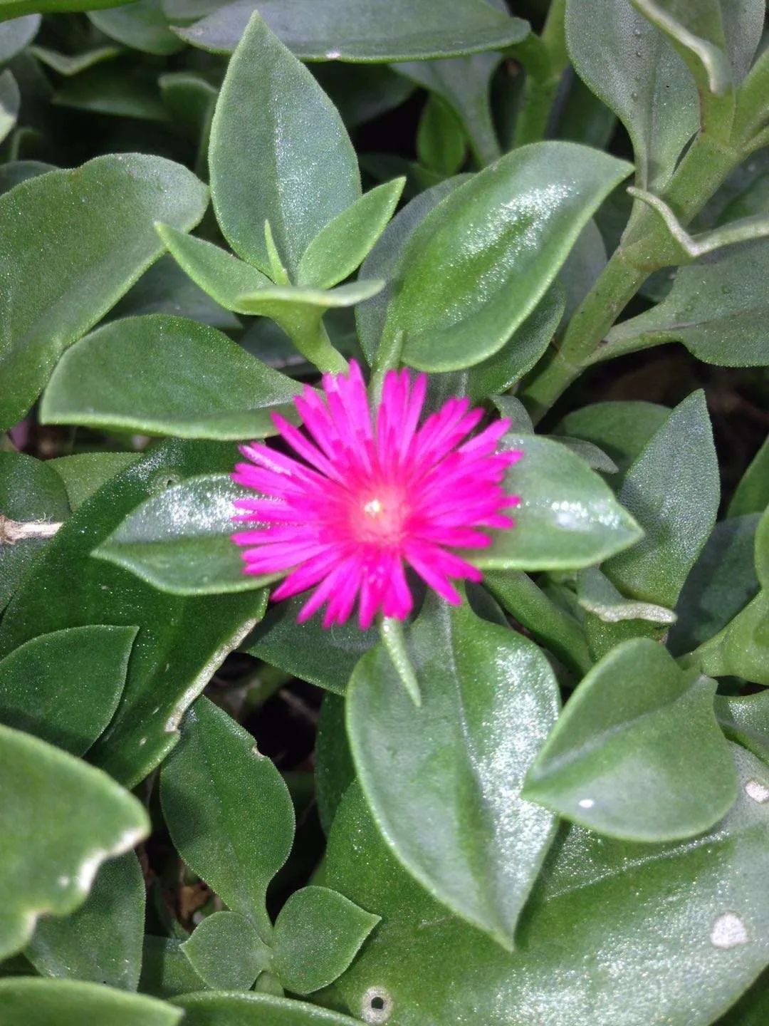 心叶日中花:心状形的叶片,花朵在日中盛开