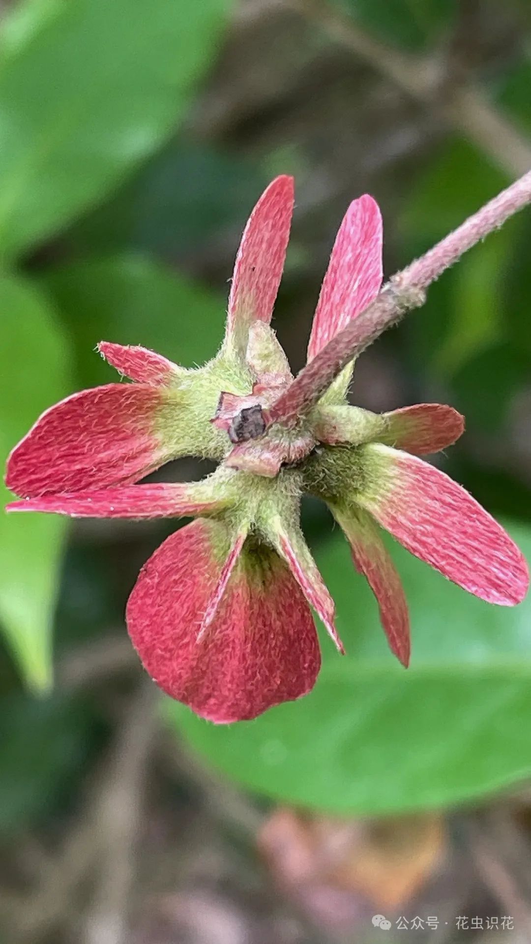 鸢尾草果实图片