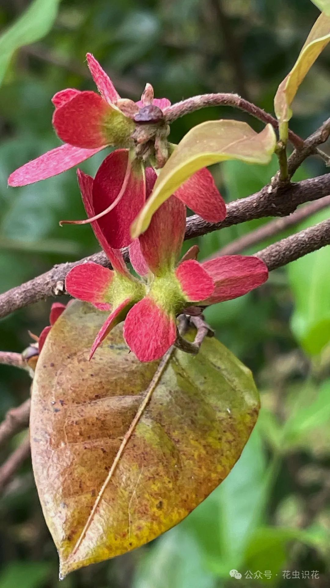 鸢尾草果实图片