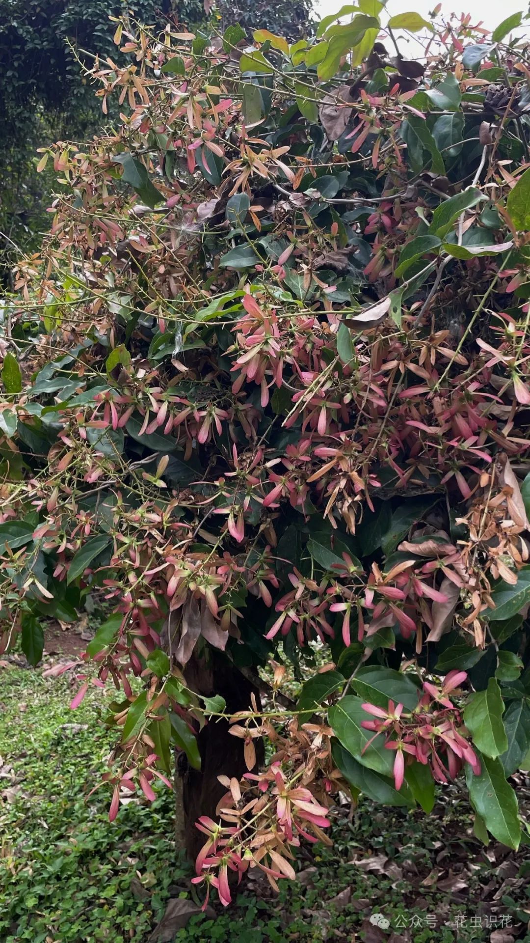 鸢尾草果实图片