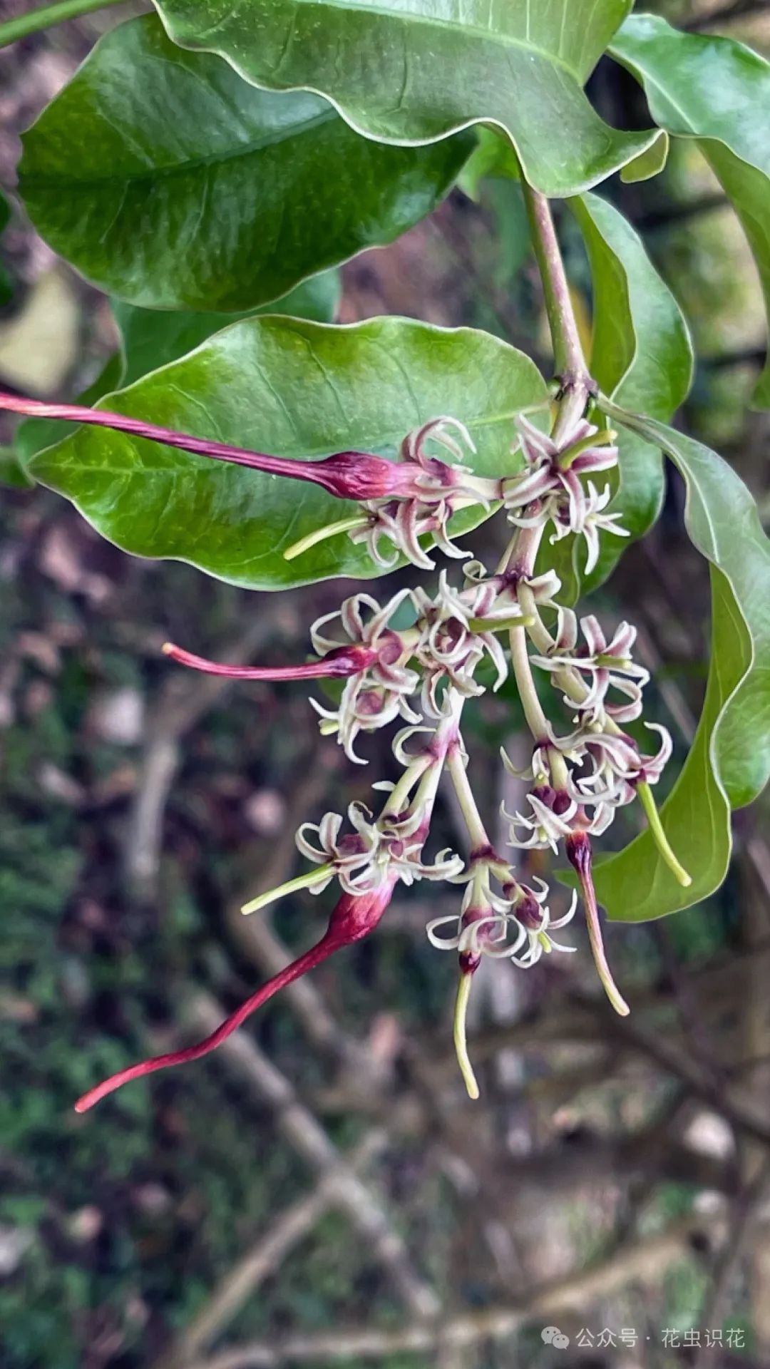 云南羊角拗(夹竹桃科 羊角拗属)