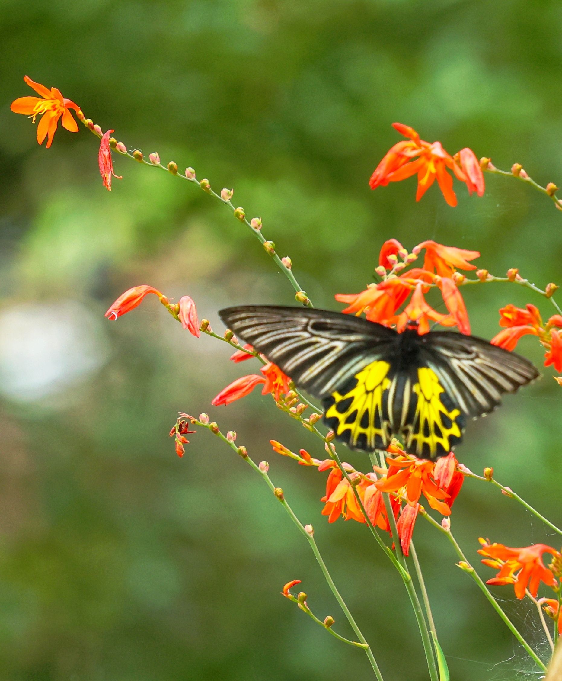 蝴蝶,也是观赏价值较高的蝶类,现被列入中国《国家重点保护野生动物