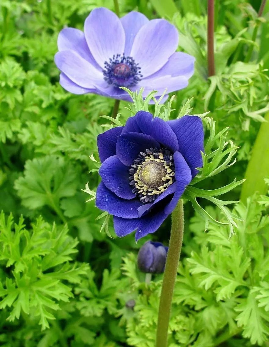 日本银莲花花语图片