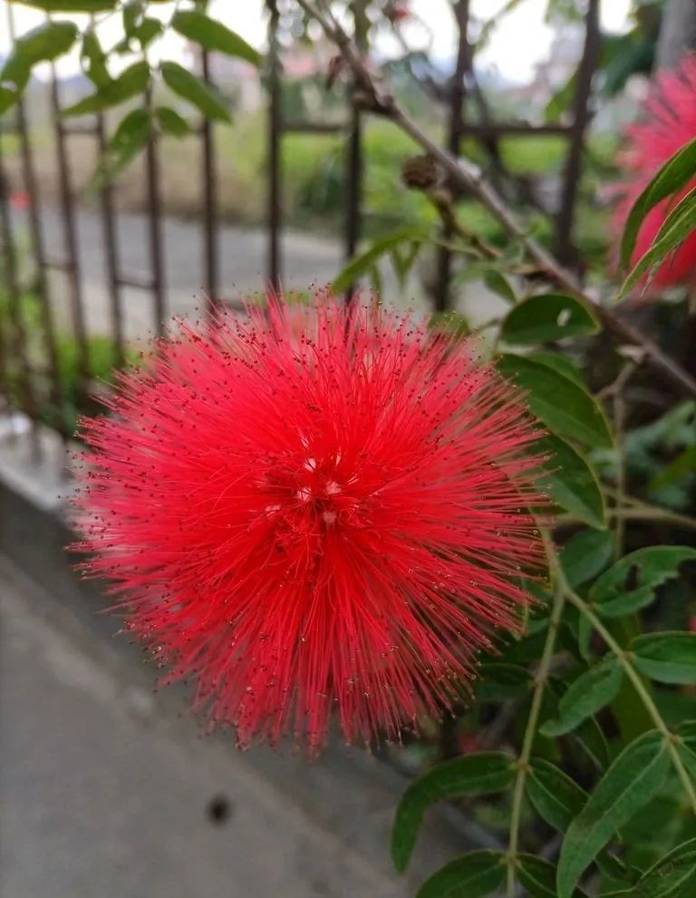 绒球花几月开花图片