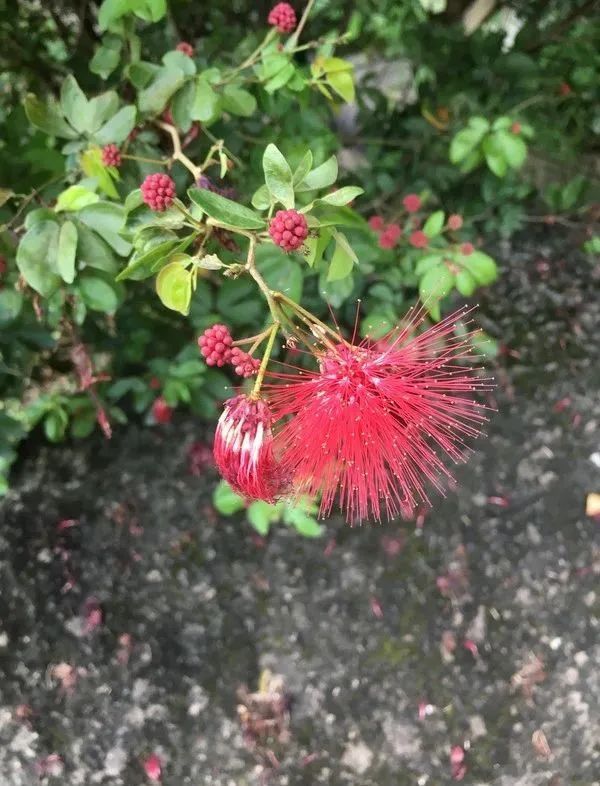 绒球花几月开花图片