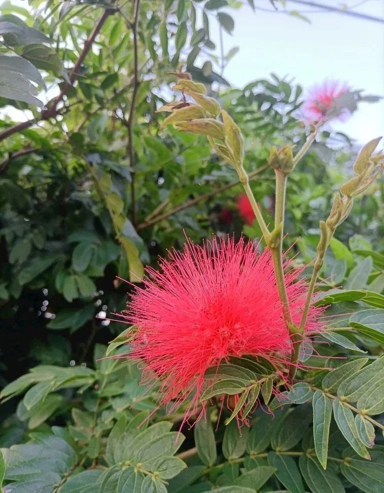 绒球花几月开花图片