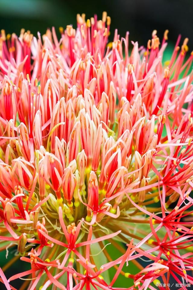 珊瑚花:大自然的瑰宝