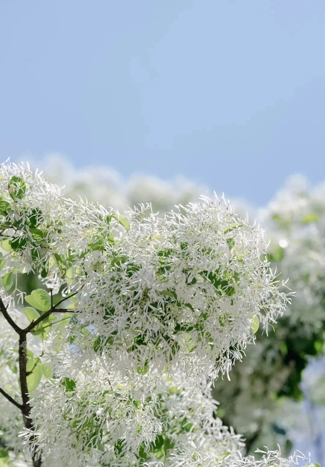 流苏树四月开花秀丽美观,被称为"四月雪,它的种植有