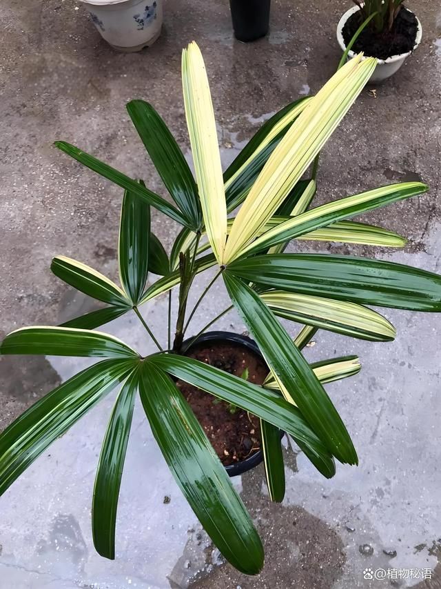 棕竹怎么样才能更旺盛 - 关注森林