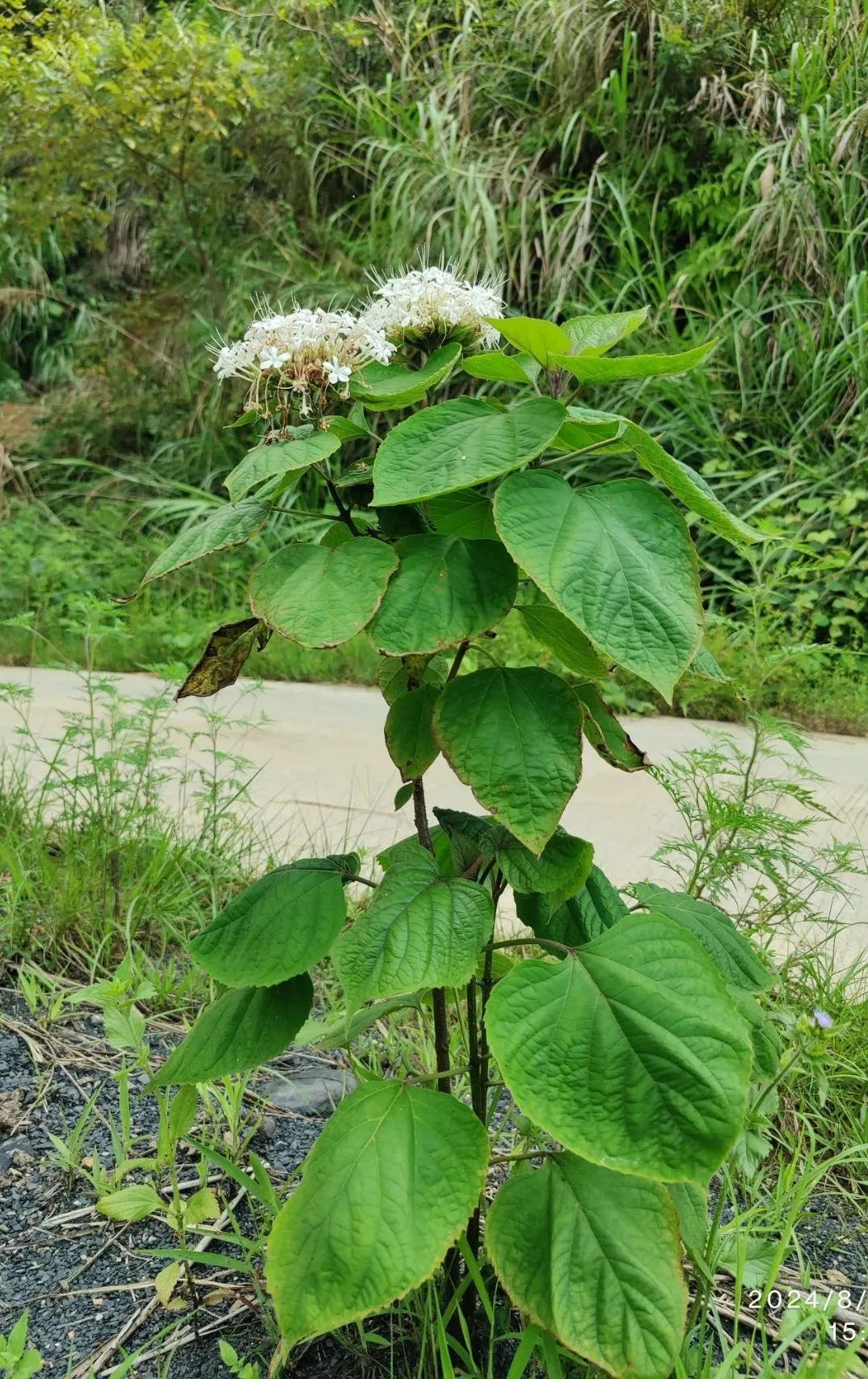 臭茉莉:聚伞花好看叶子臭,能治风湿!