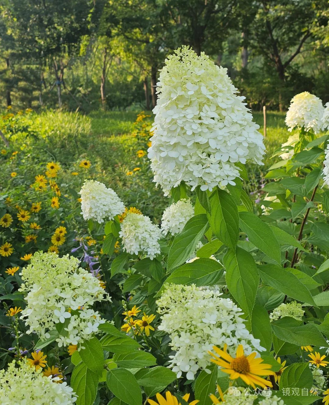 变色花图片大全图片