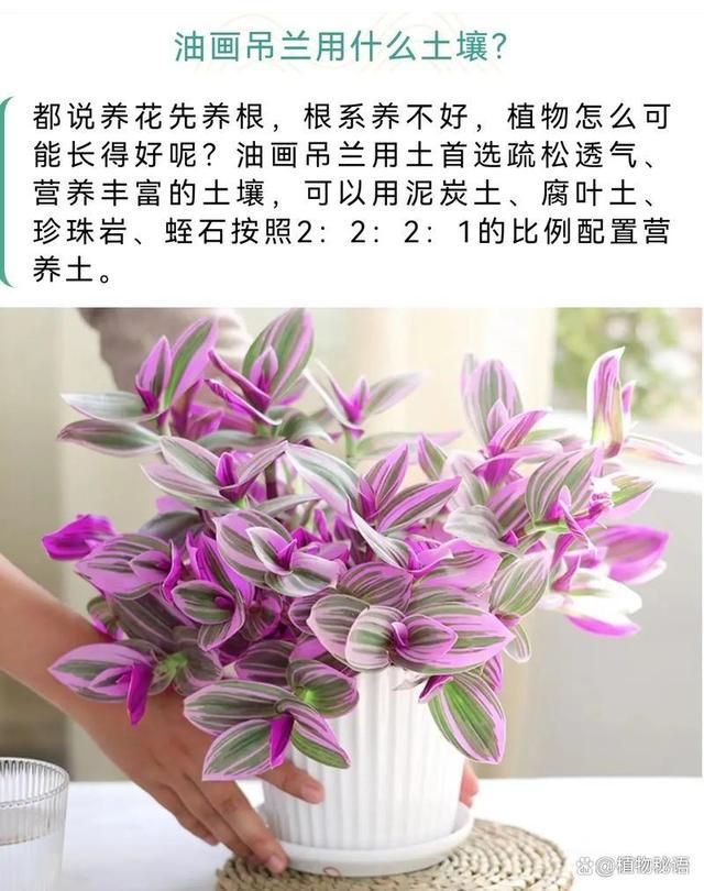 油画吊兰种植方法图片