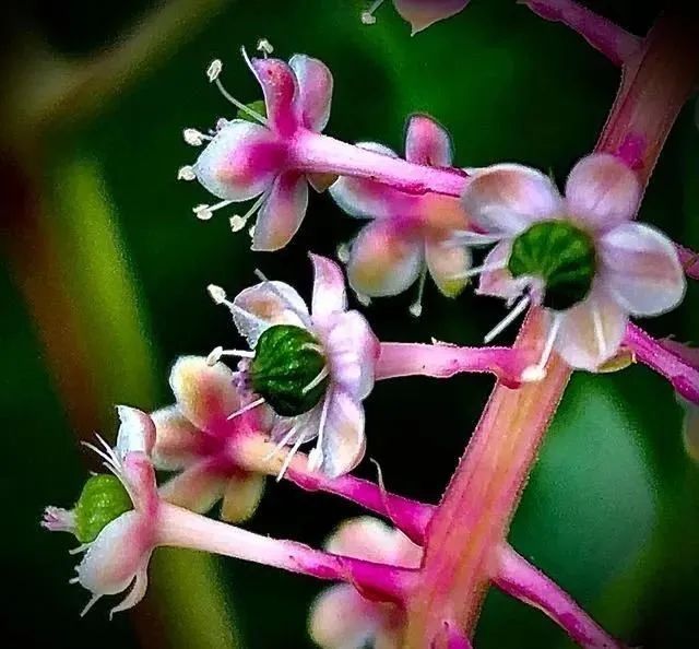 花语 垂序商陆