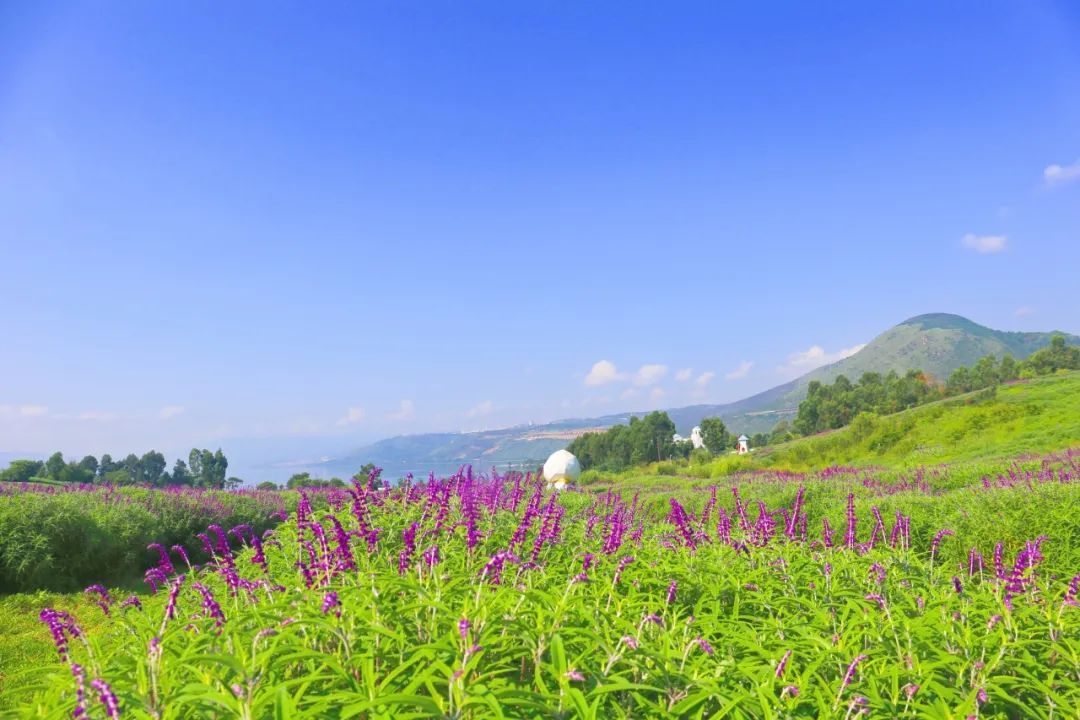 昆明花海景点图片图片