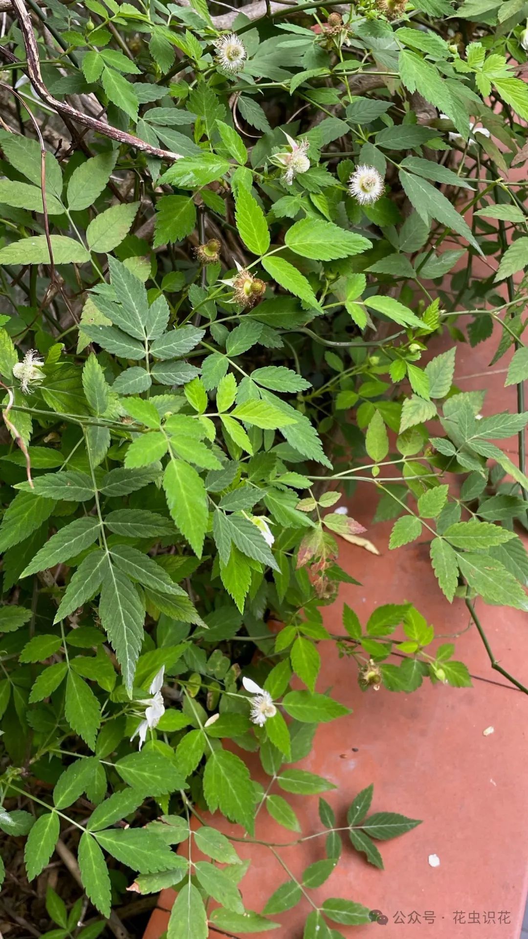 空心藨(蔷薇科 悬钩子属)
