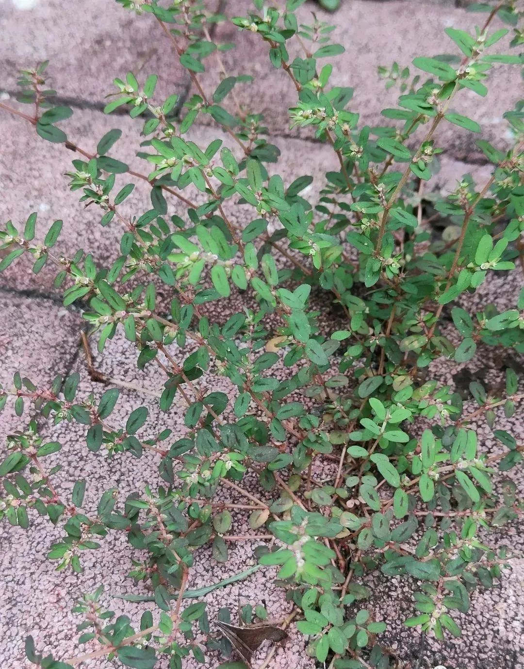 植物大课堂 地锦草 一种能挤出像牛奶一样乳汁的小草