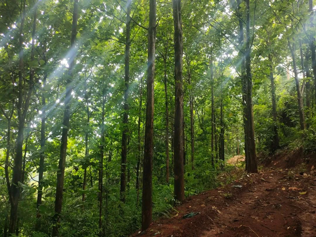 国有林场 | 耿马县大红山林场 - 关注森林