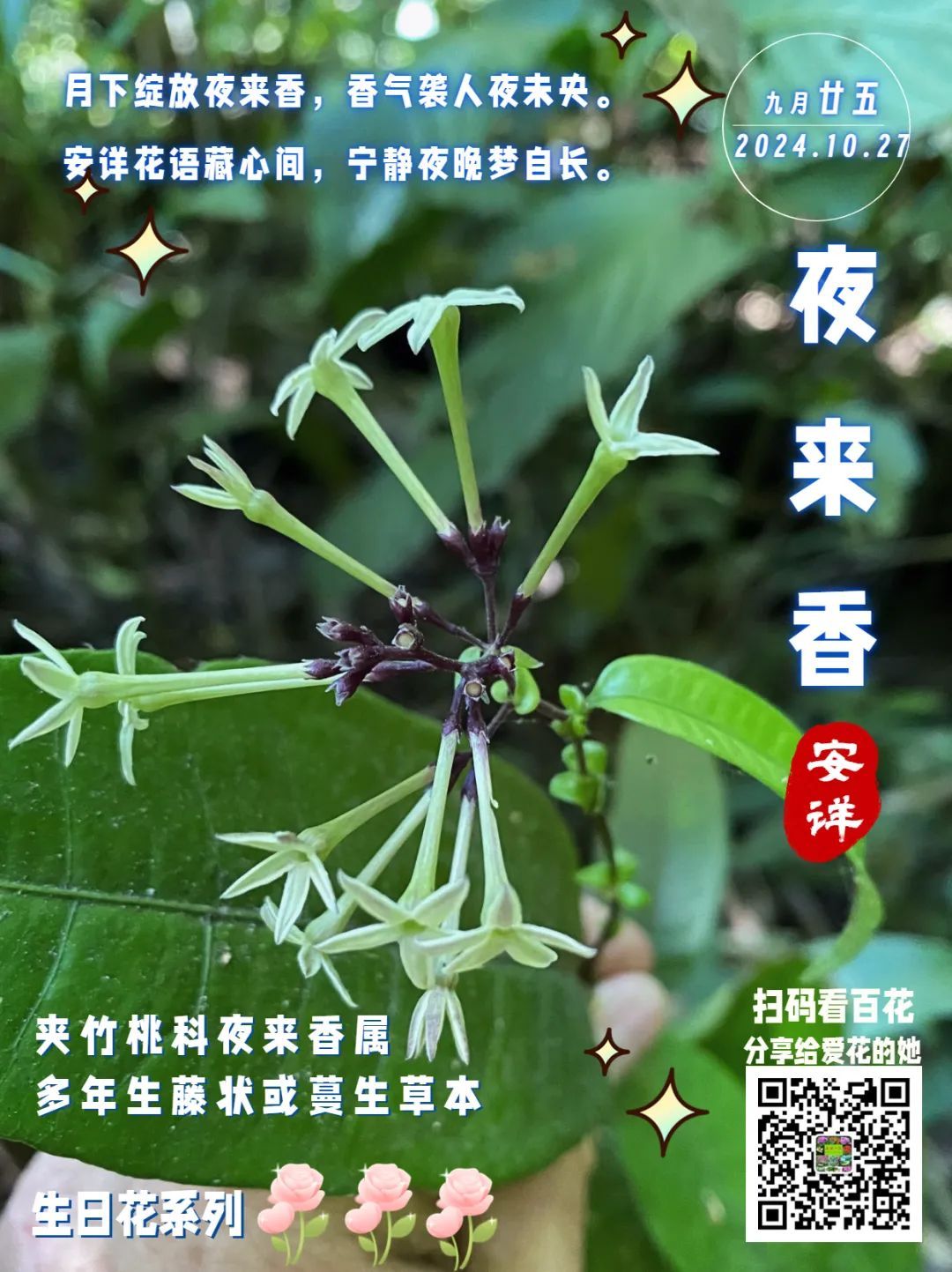 夜来香:夜间开放时,花朵散发出的浓郁香气;花语【安详】,给人带来宁静的夜晚和内心的平和。 - 关注森林