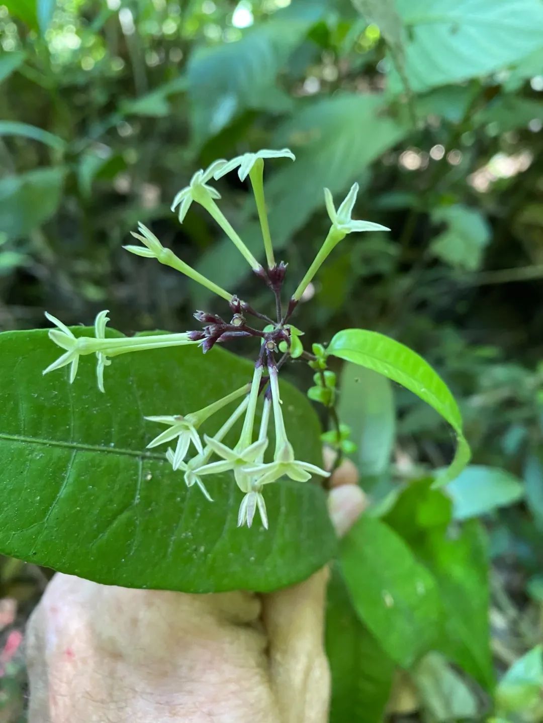 夜来香:夜间开放时,花朵散发出的浓郁香气;花语【安详】,给人带来宁静的夜晚和内心的平和。 - 关注森林
