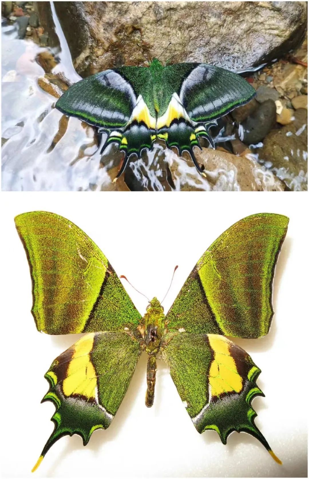 生物多样性科普——认识金斑喙凤蝶