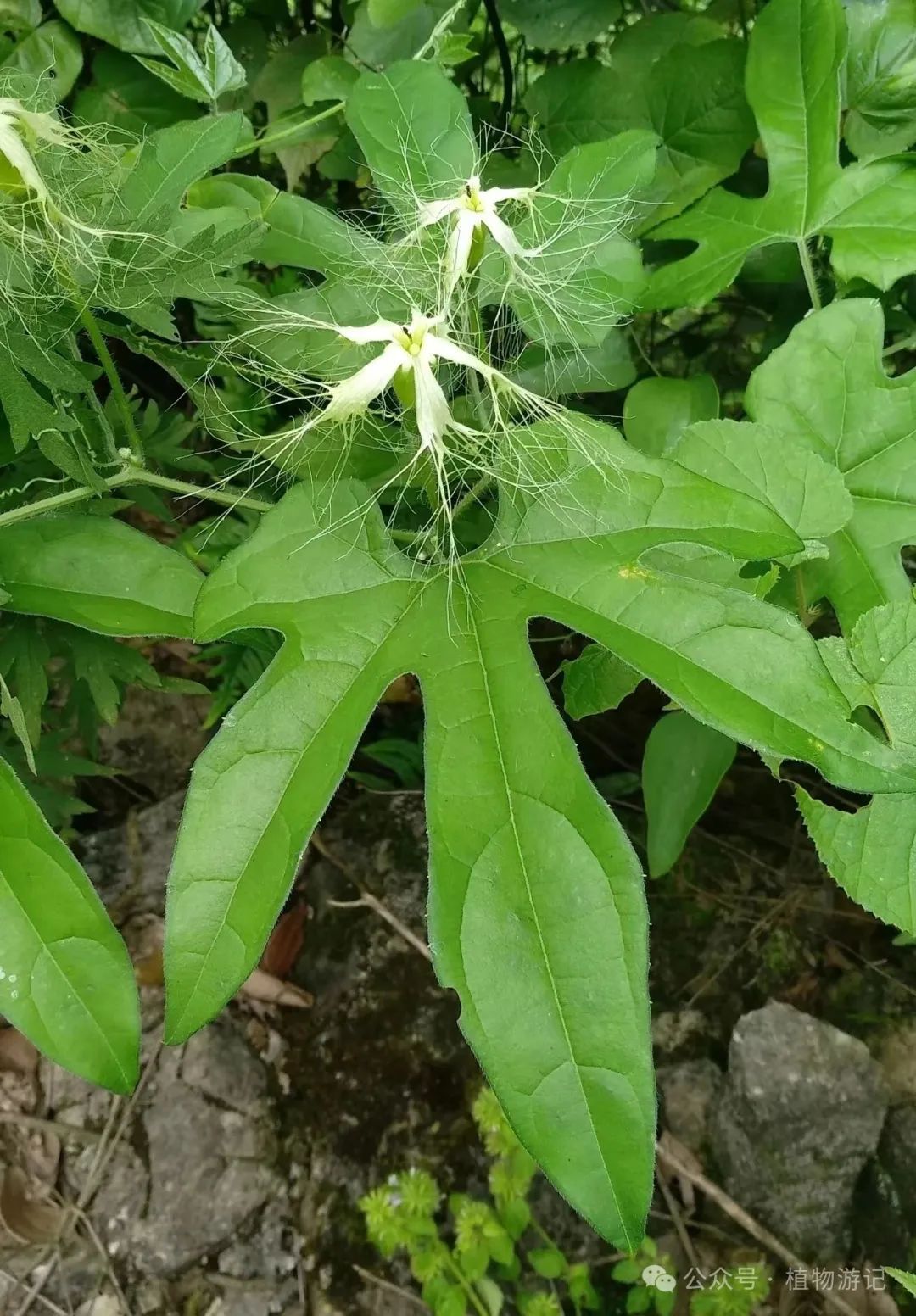 野生天花粉植物图片图片