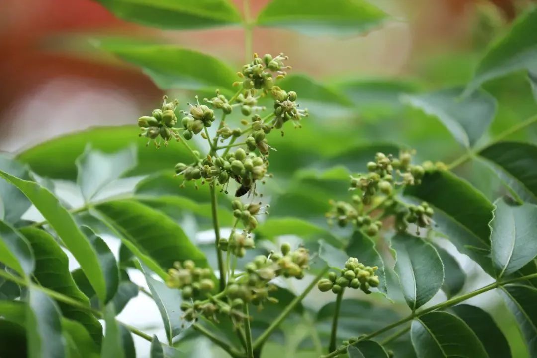 每天认识一种植物——黄檗(黄柏) - 关注森林