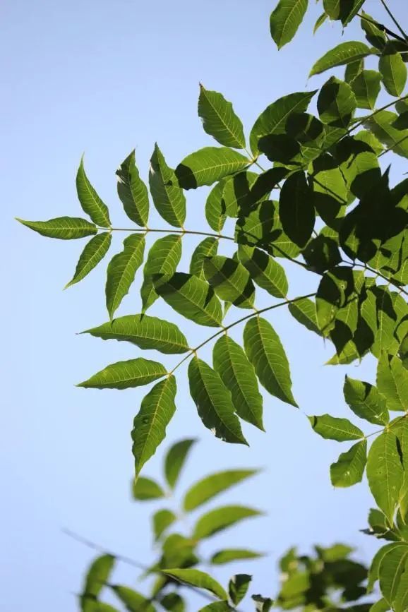 每天认识一种植物——黄檗(黄柏) - 关注森林