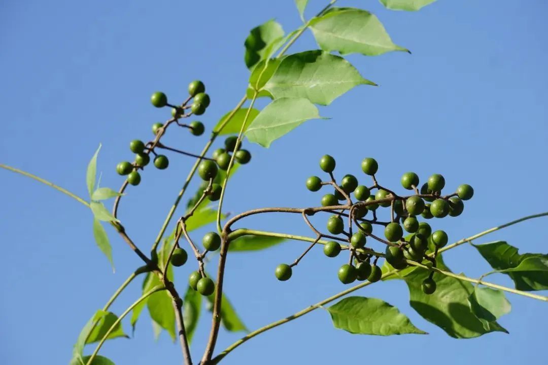 每天认识一种植物——黄檗(黄柏) - 关注森林