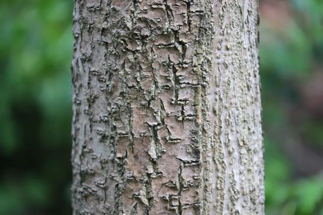 每天认识一种植物——黄檗(黄柏) - 关注森林