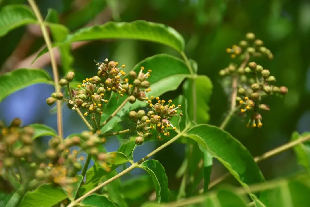 每天认识一种植物——黄檗（黄柏） - 关注森林