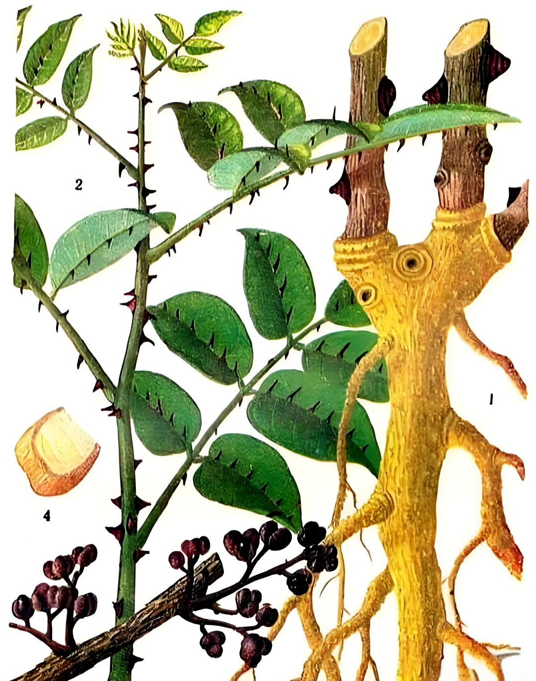 两面针的功效与作用及禁忌是什么,两面针的功效与作用禁忌止血中草药