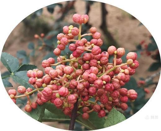 韩城乡土品种黄盖花椒通过省级初审