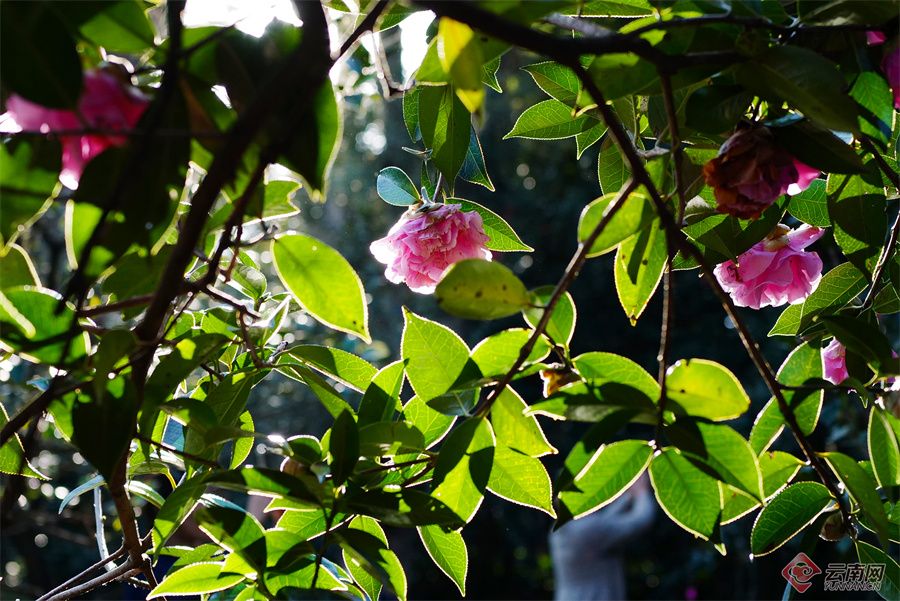 昆明植物园茶花园图片