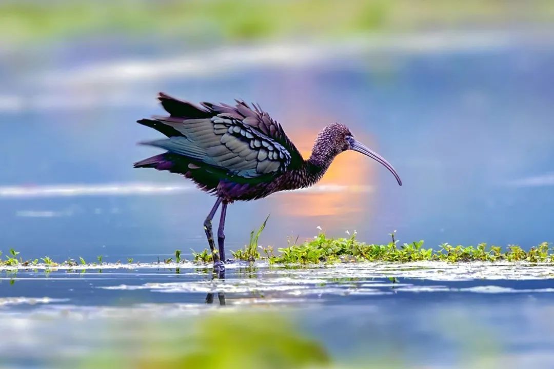 湿地常见鸟类图片