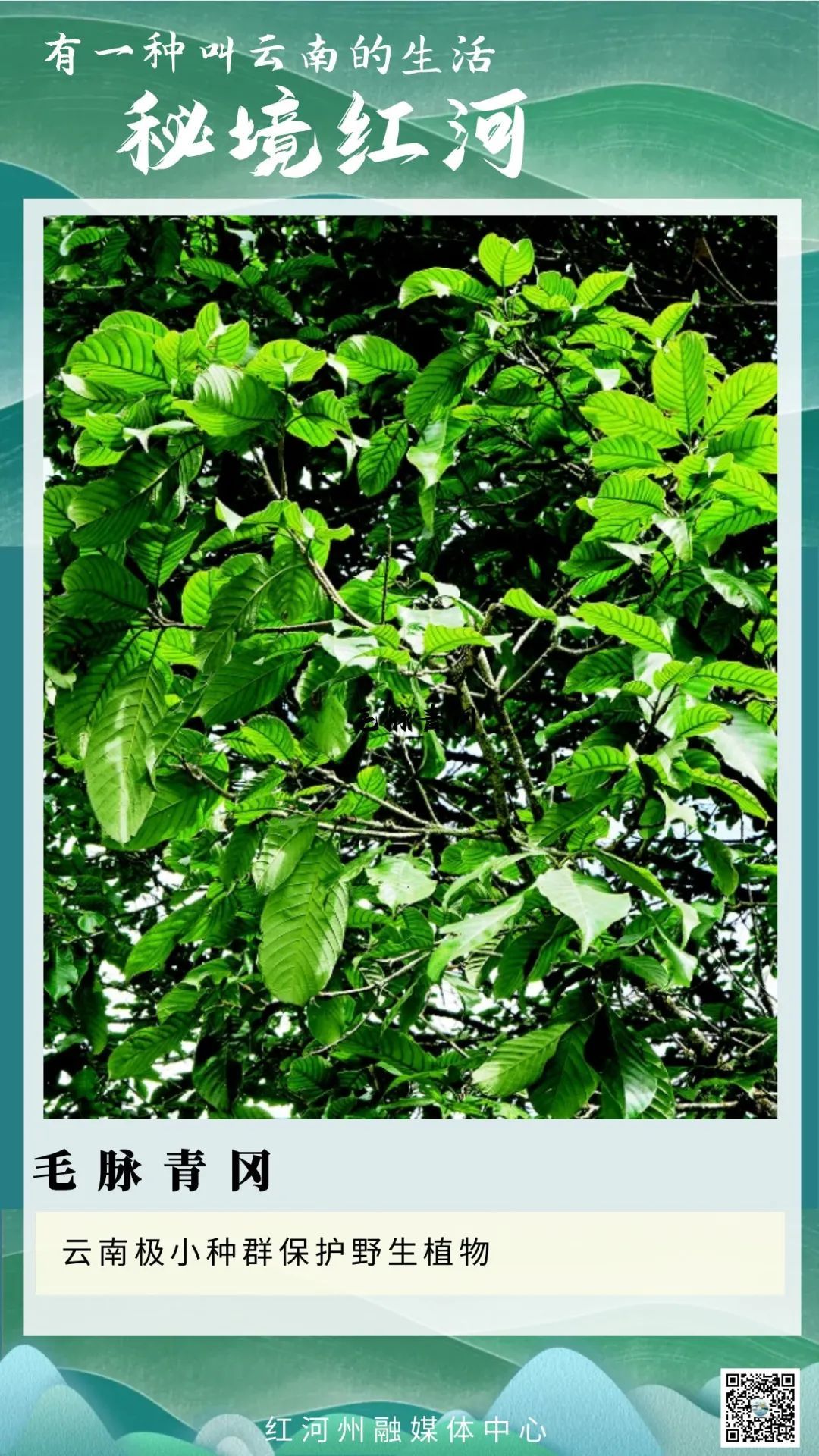 秘境红河 | 时隔48年,我州再现极小种群野生保护植物毛脉青冈! - 关注森林