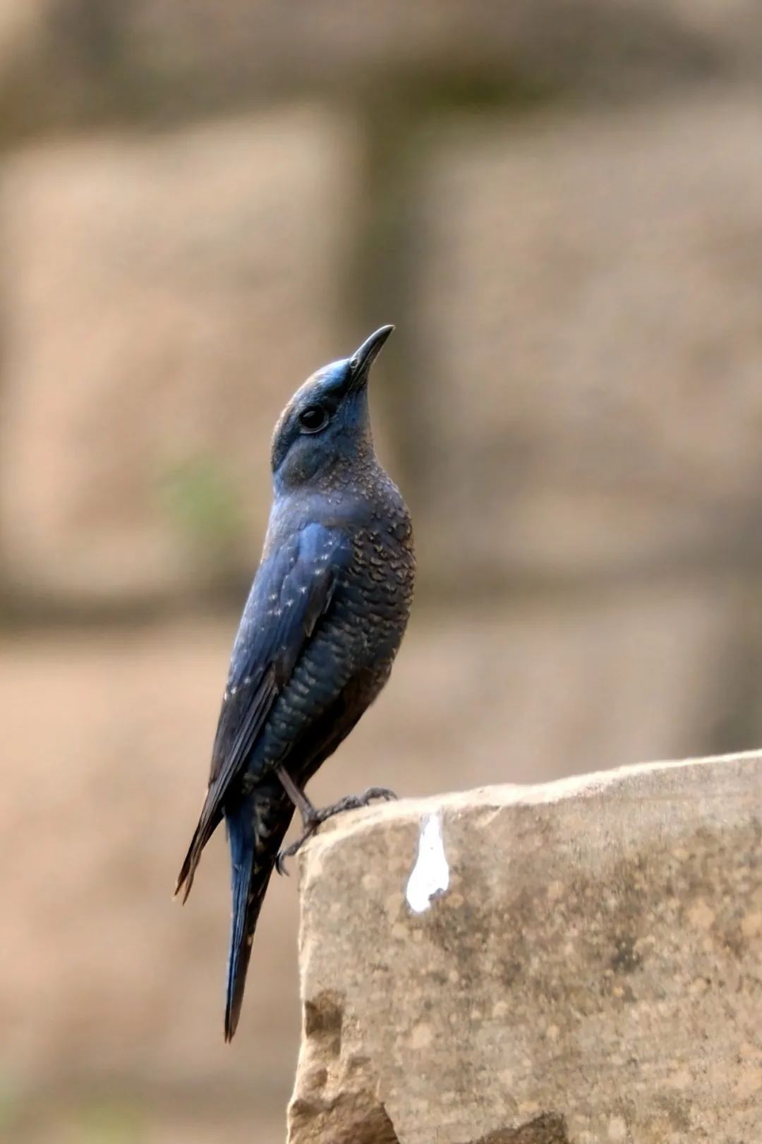 「百鸟志•图纪」(82):蓝矶鸫