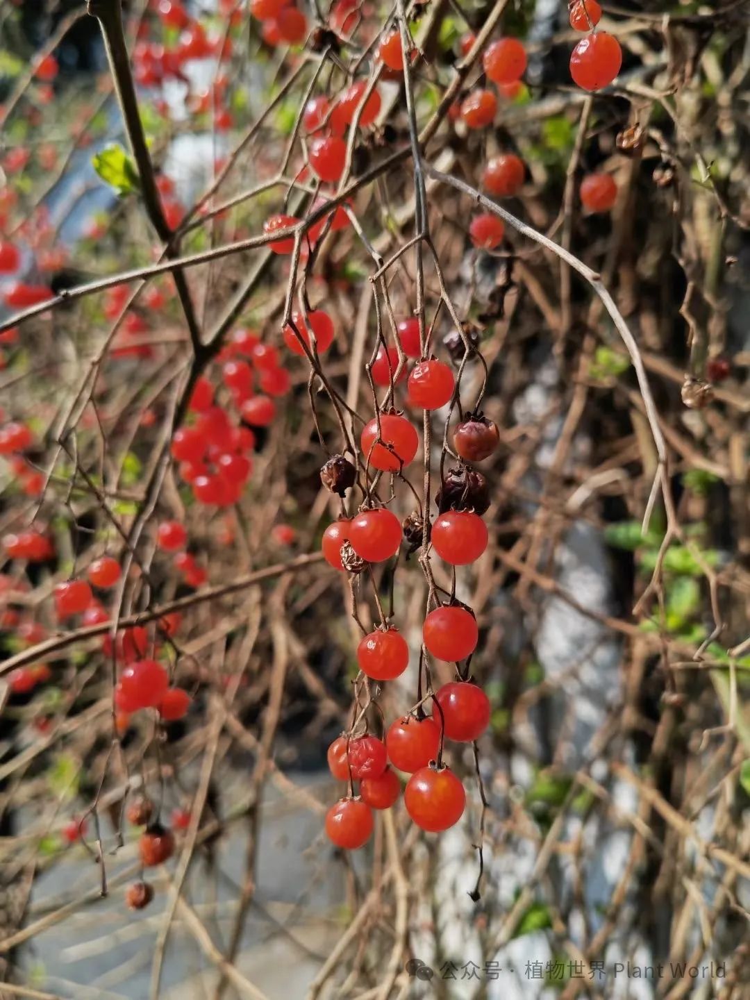 白英盆景图片