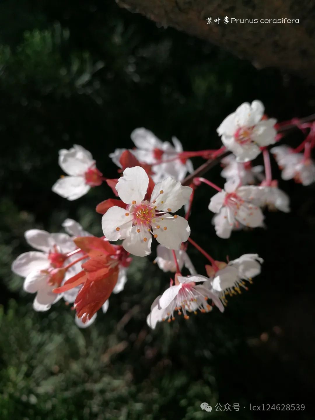 紫叶李花香不香图片